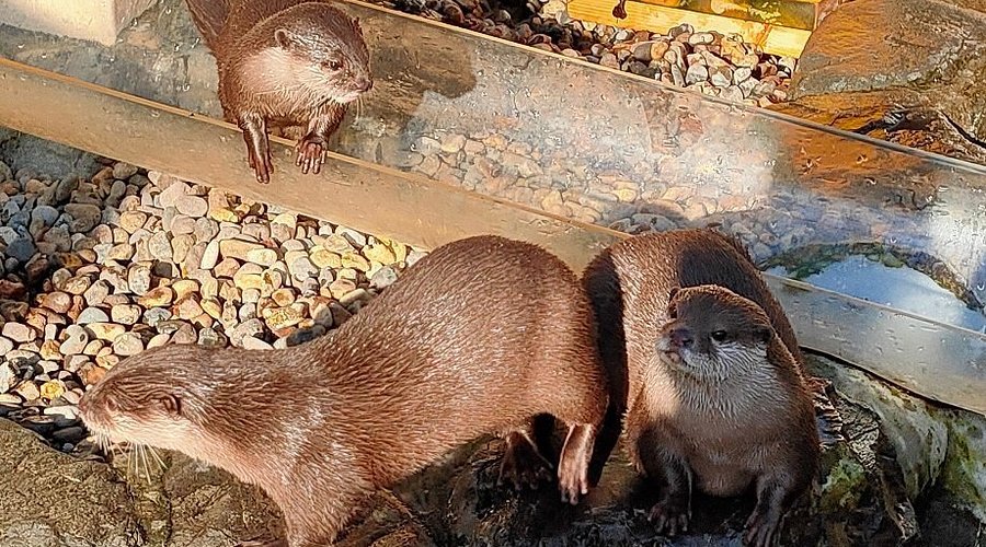 🌳 아게오 마루야마 공원 이미지 4